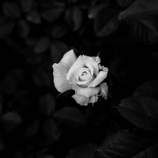 2560x1440 rose wallpaper