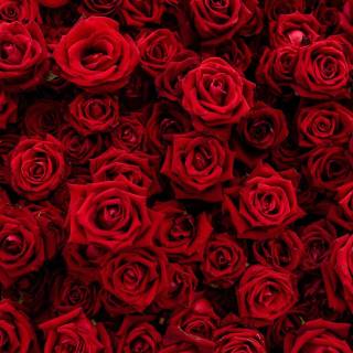 2560x1440 rose wallpaper