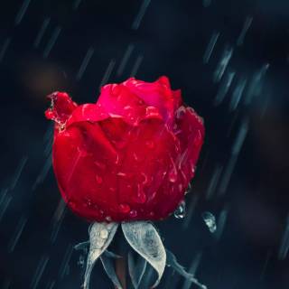 2560x1440 rose wallpaper