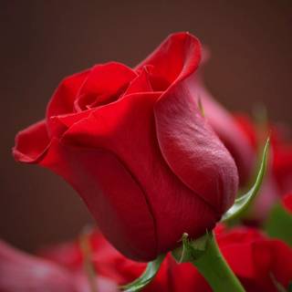 2560x1440 rose wallpaper