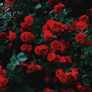 2560x1440 rose wallpaper