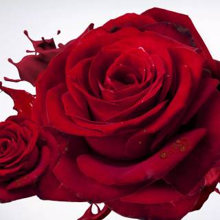 2560x1440 rose wallpaper