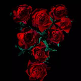 2560x1440 rose wallpaper