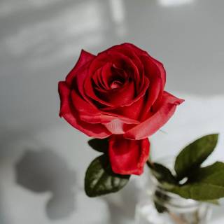 2560x1440 rose wallpaper