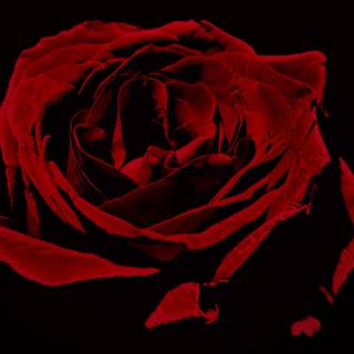 2560x1440 rose wallpaper