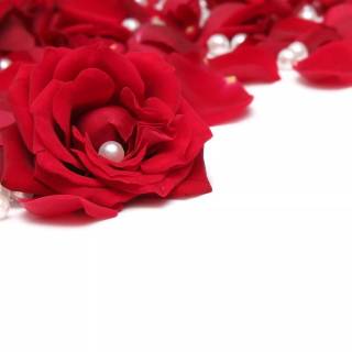 2560x1440 rose wallpaper