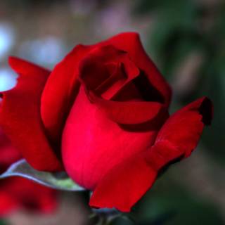 2560x1440 rose wallpaper