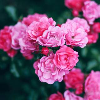 2560x1440 rose wallpaper