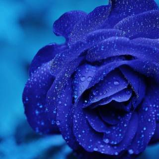 2560x1440 rose wallpaper