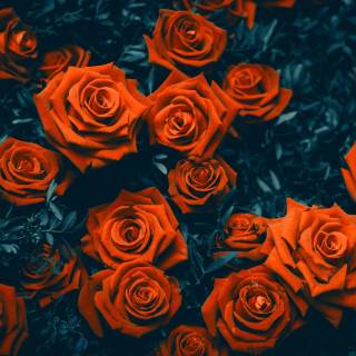 2560x1440 rose wallpaper