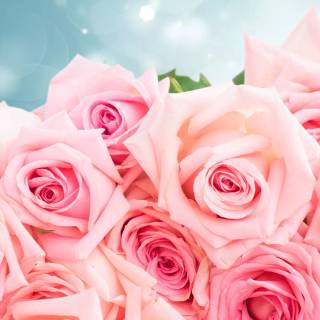 2560x1440 rose wallpaper