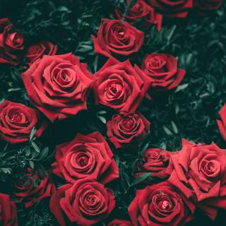 2560x1440 rose wallpaper