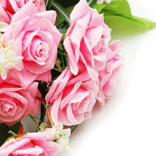 2560x1440 rose wallpaper