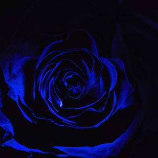 2560x1440 rose wallpaper