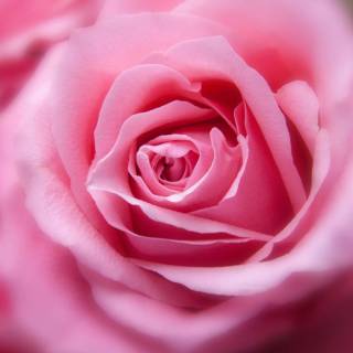 2560x1440 rose wallpaper