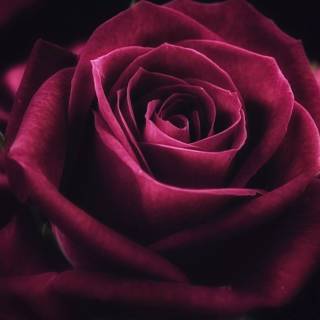 2560x1440 rose wallpaper