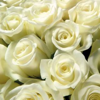 2560x1440 rose wallpaper