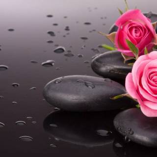 2560x1440 rose wallpaper