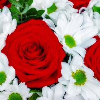 2560x1440 rose wallpaper