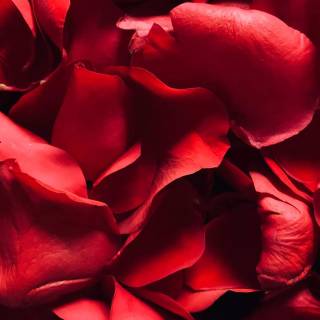 2560x1440 rose wallpaper