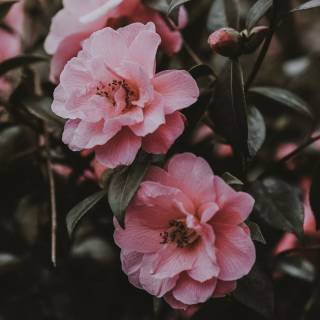 2560x1440 rose wallpaper