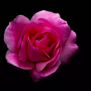 2560x1440 rose wallpaper