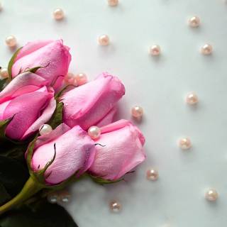 2560x1440 rose wallpaper