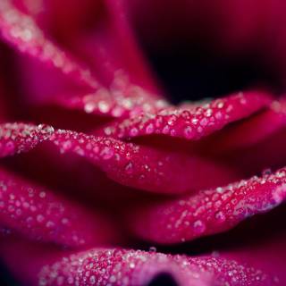 2560x1440 rose wallpaper