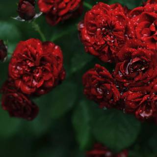 2560x1440 rose wallpaper