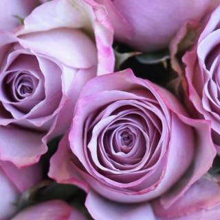 2560x1440 rose wallpaper