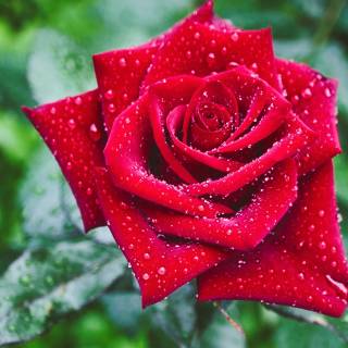 2560x1440 rose wallpaper