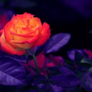 2560x1440 rose wallpaper