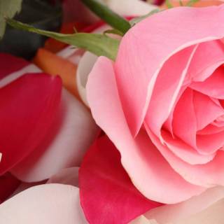 2560x1440 rose wallpaper