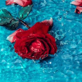 2560x1440 rose wallpaper