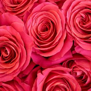 2560x1440 rose wallpaper