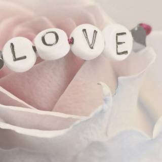 2560x1440 rose wallpaper