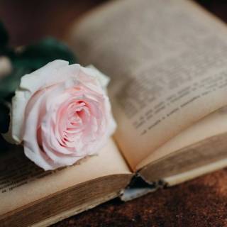 2560x1440 rose wallpaper