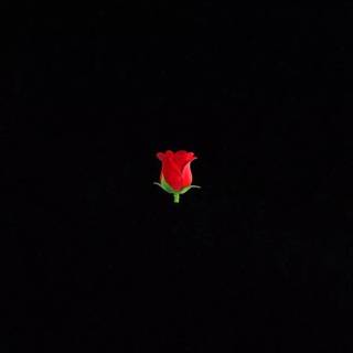 Rose iPhone Emoji wallpaper