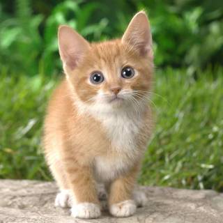 Cute cat laptop wallpaper