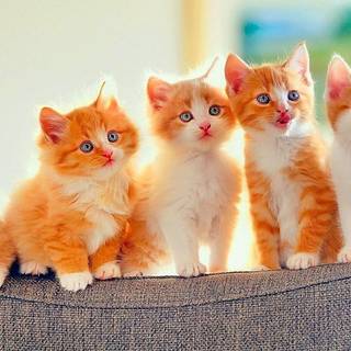 Cute cat laptop wallpaper