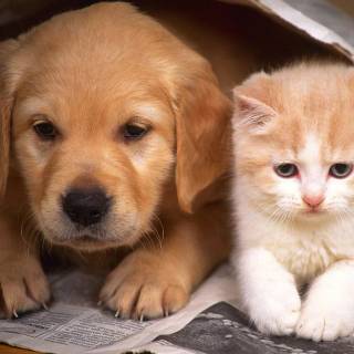 Cute cat laptop wallpaper