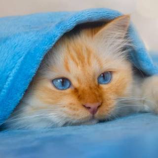 Cute cat laptop wallpaper