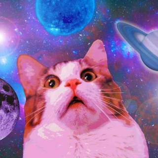 Cute cat laptop wallpaper