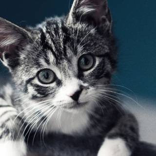 Funny cat 4k wallpaper