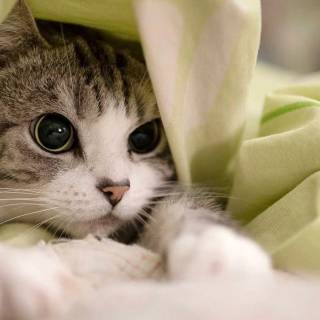 Cute cat laptop wallpaper