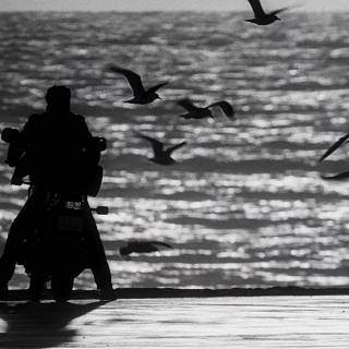 Rumble Fish wallpaper