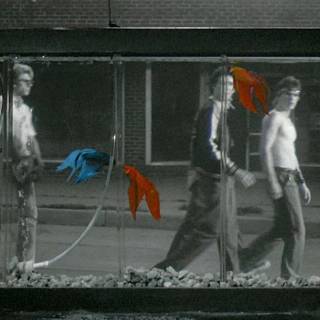 Rumble Fish wallpaper