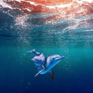 Underwater aesthetic wallpaper