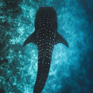 Underwater aesthetic wallpaper