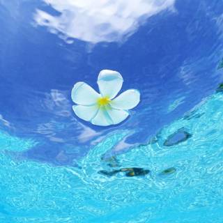 Underwater aesthetic wallpaper